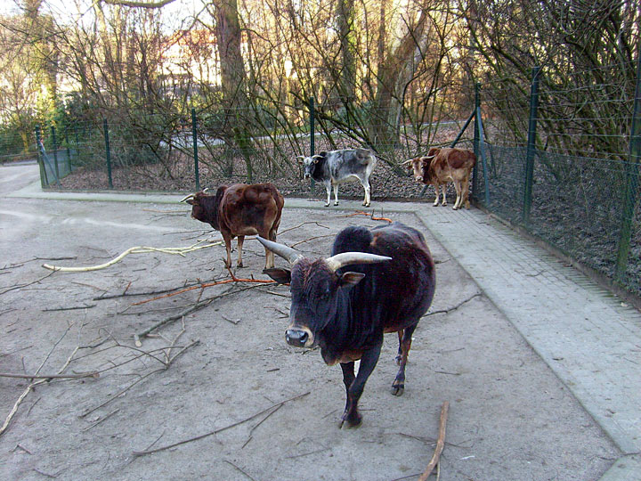 Zwergzebus im Zoo Wuppertal im Dezember 2008