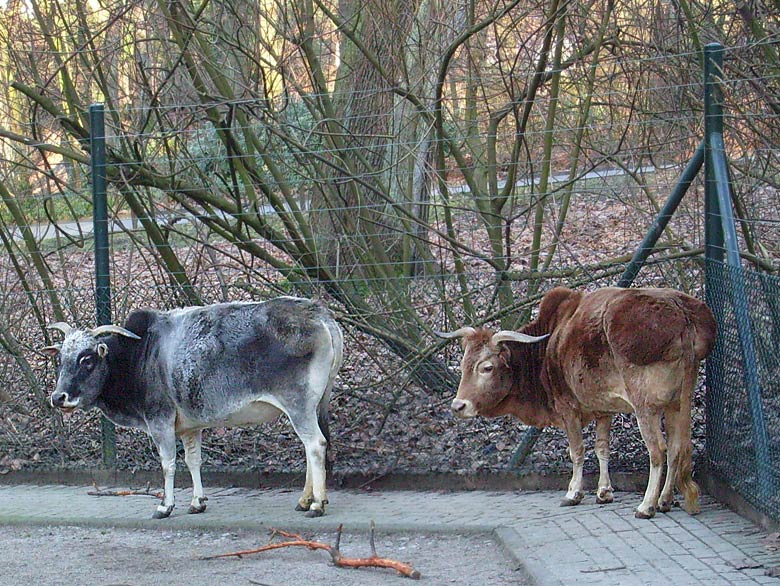 Zwergzebus im Wuppertaler Zoo im Dezember 2008