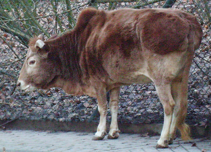 Zwergzebu im Zoologischen Garten Wuppertal im Dezember 2008