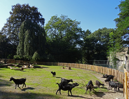 Afrikanische Zwergziegen im September 2015 auf der neuen Streichelwiese im Zoologischen Garten der Stadt Wuppertal
