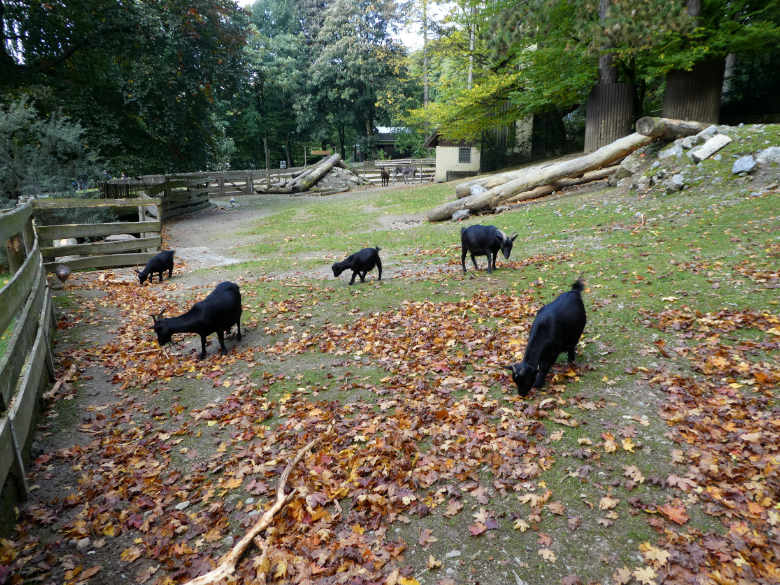 Afrikanische Zwergziegen im Oktober 2017 im JuniorZoo im Grünen Zoo Wuppertal