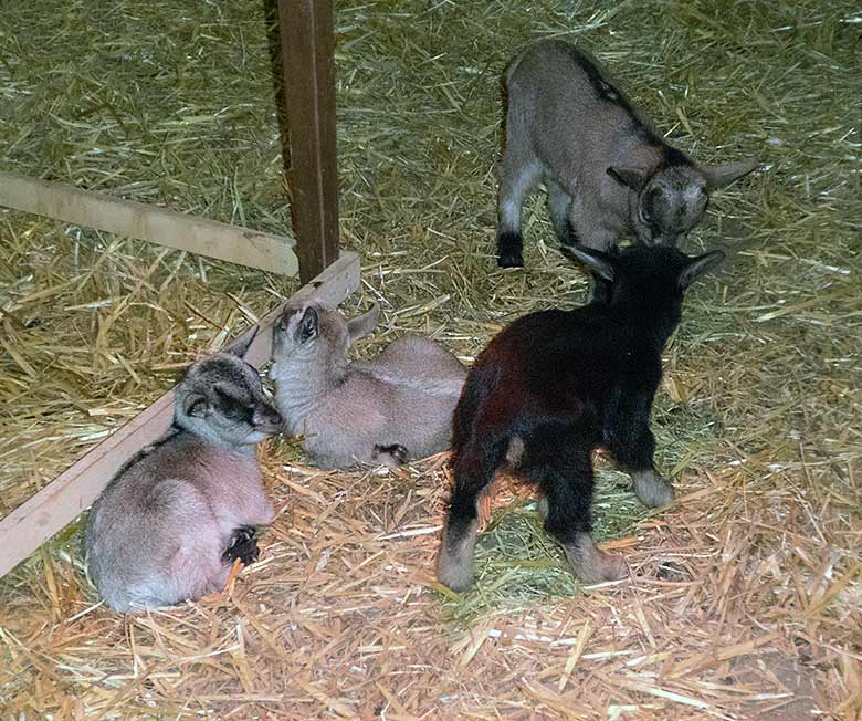 Afrikanische Zwergziegen-Jungtiere am 30. März 2019 im Stall am JuniorZoo im Grünen Zoo Wuppertal