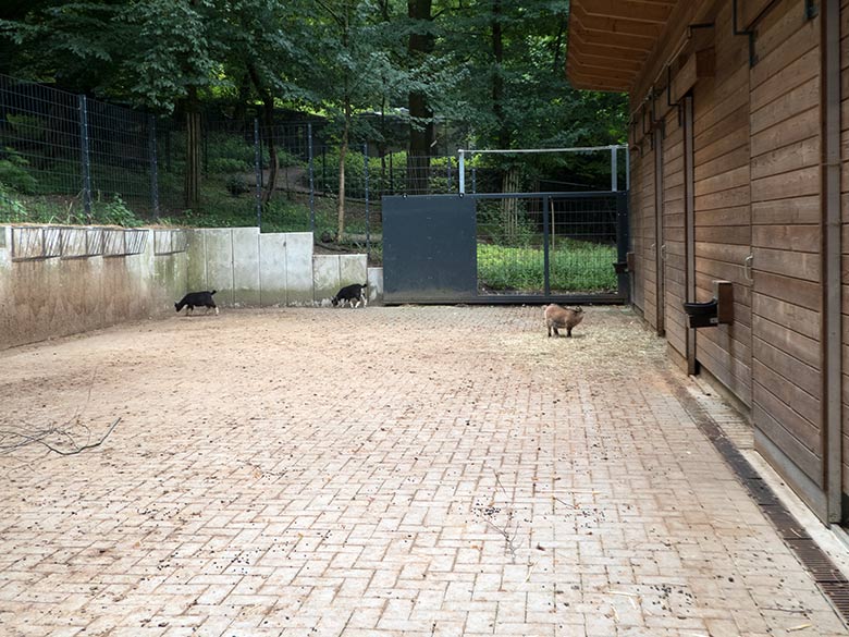 Afrikanische Zwergziegen am 14. Juli 2019 im Vorgehege am Stallgebäude der ehemaligen Milu-Anlage im Grünen Zoo Wuppertal