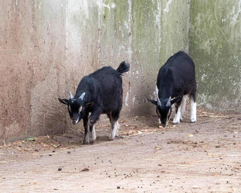Afrikanische Zwergziegen am 14. Juli 2019 im Vorgehege am Stallgebäude der ehemaligen Milu-Anlage im Wuppertaler Zoo