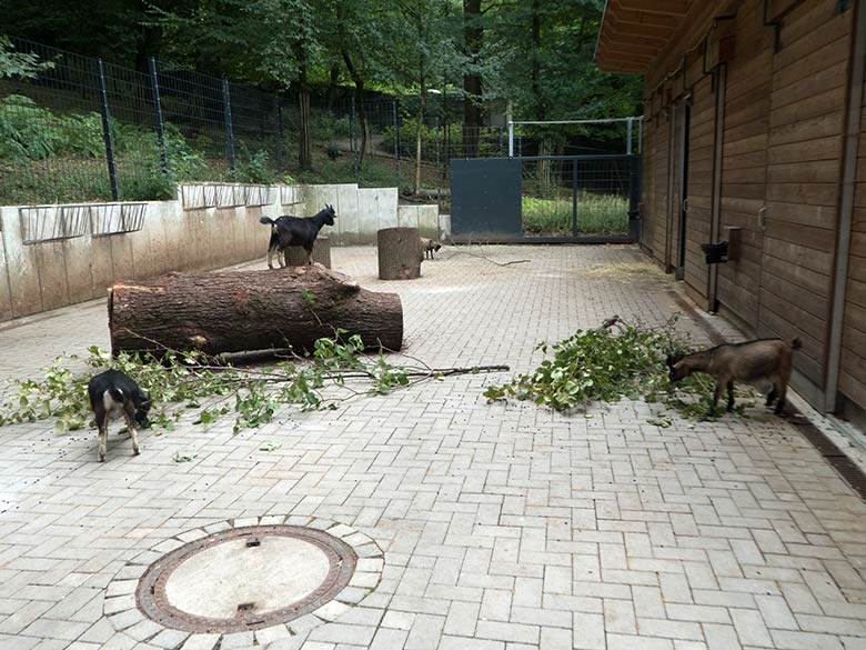 Vier Afrikanische Zwergziegen am 8. August 2019 im Vorgehege am Stallgebäude der neuen Milu-Anlage im Grünen Zoo Wuppertal