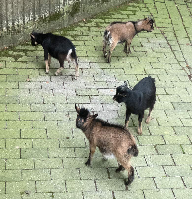 Vier Afrikanische Zwergziegen am 19. August 2019 auf der alten Milu-Anlage im Grünen Zoo Wuppertal