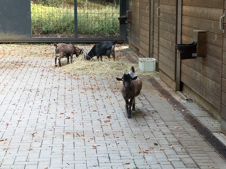 Afrikanische Zwergziegen am 1. September 2019 im Vorgehege am Stallgebäude der neuen Milu-Anlage im Wuppertaler Zoo