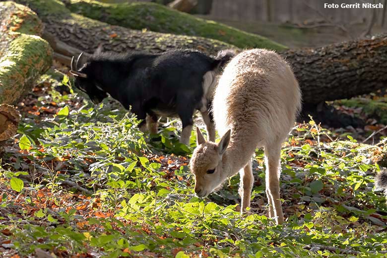 Afrikanische Zwergziege und Vikunja-Jungtier am 29. Oktober 2019 im sogenannten Milu-Wald im Zoo Wuppertal (Foto Gerrit Nitsch)