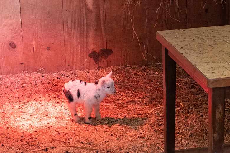 Afrikanisches Zwergziegen-Zicklein am 5. August 2024 unter einer Wärmelampe im Innenstall im JuniorZoo im Zoologischen Garten der Stadt Wuppertal