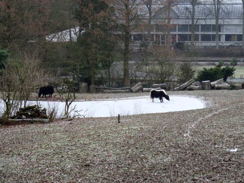 Haus-Yak JAMY am 7. Januar 2017 auf dem zugefrorenen Teich an der ehemaligen Vogelwiese im Grünen Zoo Wuppertal