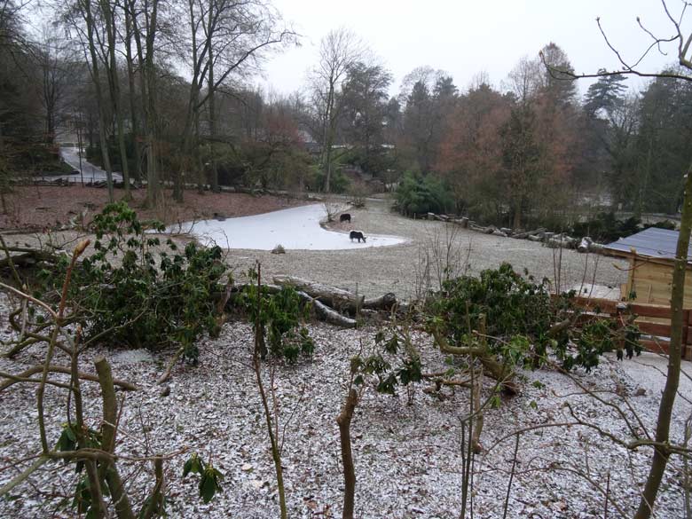 Haus-Yak  am 7. Januar 2017 auf dem zugefrorenen Teich an der ehemaligen Vogelwiese im Zoo Wuppertal