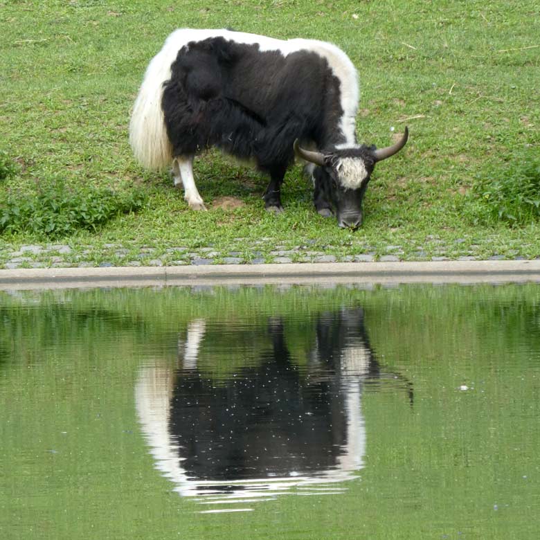 Haus-Yak-Bulle JAMY am 10. Juni 2017 mit Spiegelbild im Wasser im Grünen Zoo Wuppertal