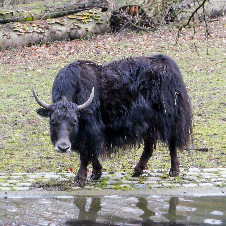 Haus-Yak Weibchen JAMYANG am 2. April 2018 am Teich der ehemaligen Vogelwiese im Grünen Zoo Wuppertal