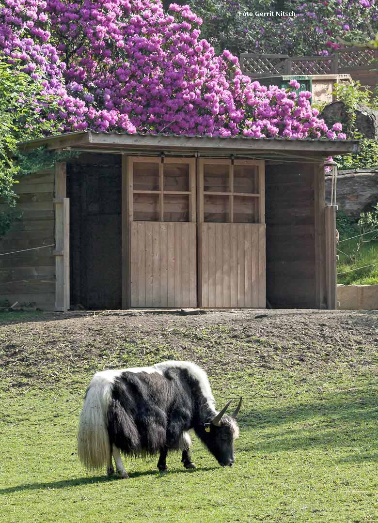Haus-Yak Bulle JAMY am 14. Mai 2018 im Zoologischen Garten der Stadt Wuppertal (Foto Gerrit Nitsch)