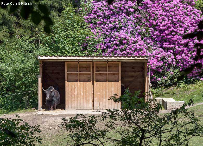 Haus-Yak Kuh JAMYANG am 14. Mai 2018 im Zoo Wuppertal (Foto Gerrit Nitsch)