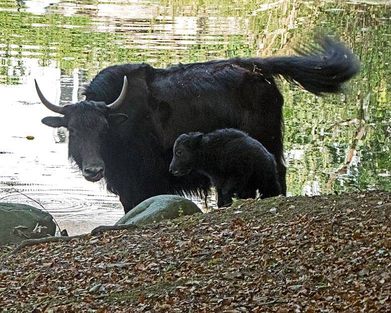 Haus-Yak-Kuh JAMYANG mit Jungtier am 12. August 2018 auf der Außenanlage im Grünen Zoo Wuppertal