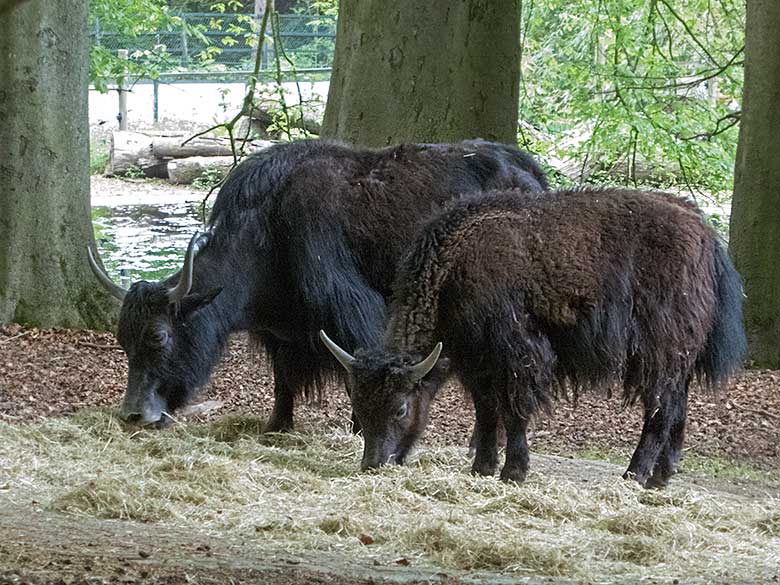 Haus-Yak-Weibchen (hinten) mit Haus-Yak-Jungtier am 29. April 2019 auf der Außenanlage im Wuppertaler Zoo