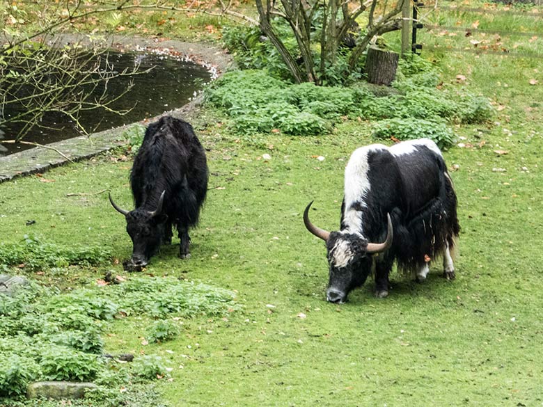 Haus-Yak-Kuh JAMYANG und Haus-Yak-Bulle JAMY am 3. Oktober 2019 auf der Außenanlage im Wuppertaler Zoo