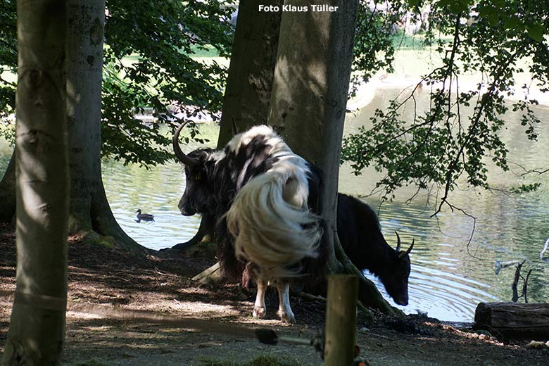 Haus-Yaks am 13. Juli 2020 auf der Außenanlage im Wuppertaler Zoo (Foto Klaus Tüller)