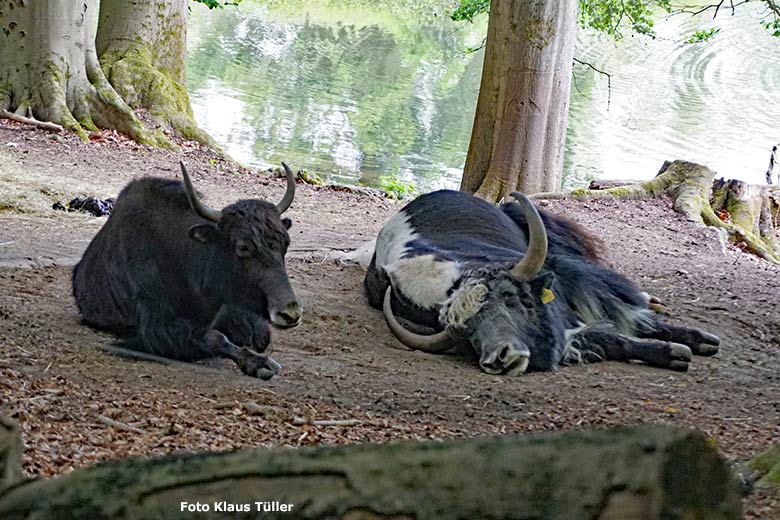 Haus-Yak-Weibchen und Haus-Yak-Männchen am 20. Juli 2020 auf der Außenanlage im Grünen Zoo Wuppertal (Foto Klaus Tüller)