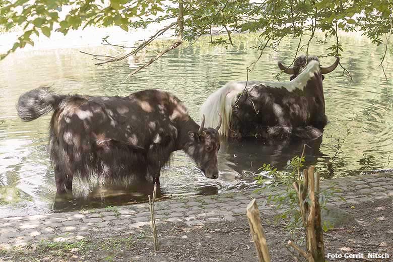 Yak-Kuh JAMYANG und Yak-Bulle JAMY am 31. Juli 2020 im Wasser der Außenanlage im Grünen Zoo Wuppertal (Foto Gerrit Nitsch)