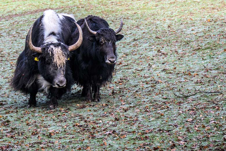 Yak-Bulle JAMY und Yak-Kuh JAMYANG am 12. Februar 2022 auf der Außenanlage im Zoologischen Garten der Stadt Wuppertal