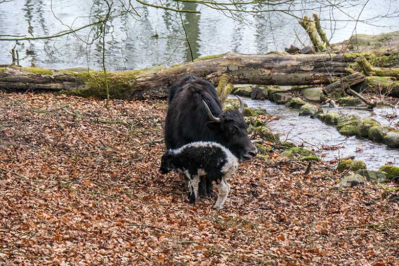 Yak-Kuh JAMYANG mit Jungtier am 19. Februar 2022 auf der Außenanlage im Grünen Zoo Wuppertal