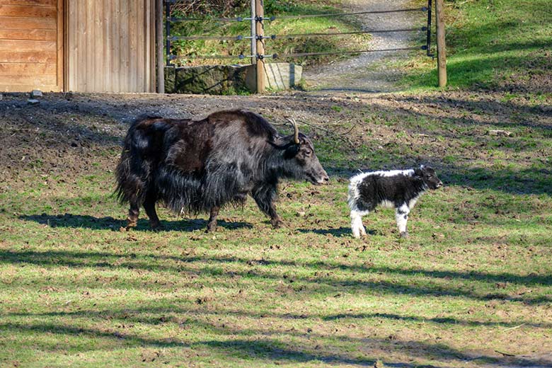 Yak-Kuh JAMYANG mit Jungtier am 23. Februar 2022 auf der Außenanlage im Zoo Wuppertal