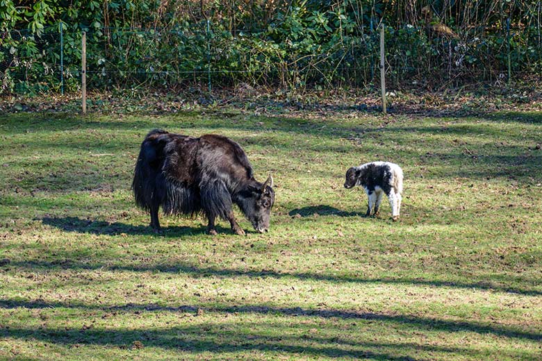 Yak-Kuh JAMYANG mit Jungtier am 23. Februar 2022 auf der Außenanlage im Grünen Zoo Wuppertal