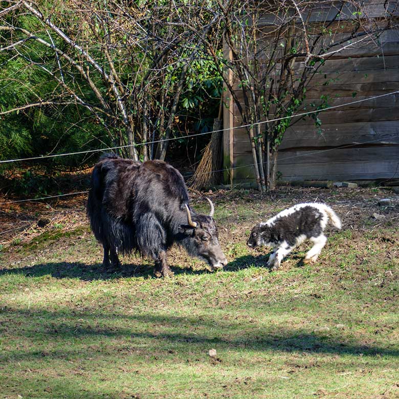 Yak-Kuh JAMYANG mit Jungtier am 23. Februar 2022 auf der Außenanlage im Wuppertaler Zoo
