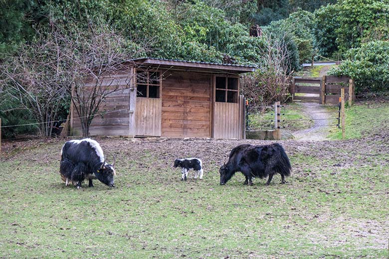 Yak-Bulle mit Yak-Jungtier und Yak-Kuh am 24. Februar 2022 auf der Außenanlage im Grünen Zoo Wuppertal