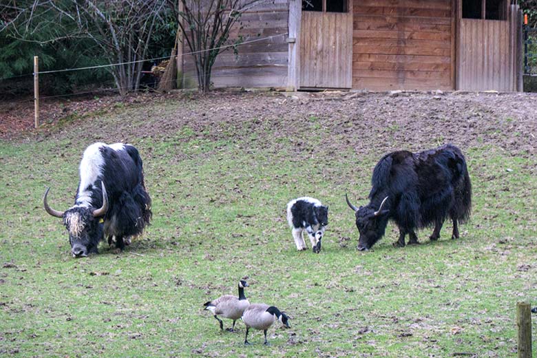 Yak-Bulle mit Yak-Jungtier und Yak-Kuh am 24. Februar 2022 auf der Außenanlage im Zoologischen Garten der Stadt Wuppertal. Im Vordergrund zwei wild im Wuppertaler Zoo lebende Kanadagänse