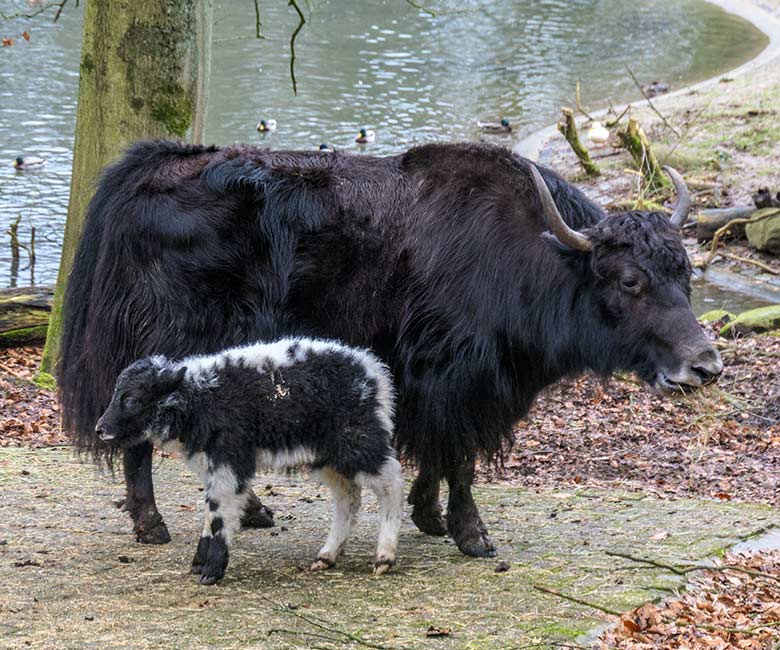 Yak-Jungtier und Yak-Kuh am 24. Februar 2022 auf der Außenanlage im Grünen Zoo Wuppertal