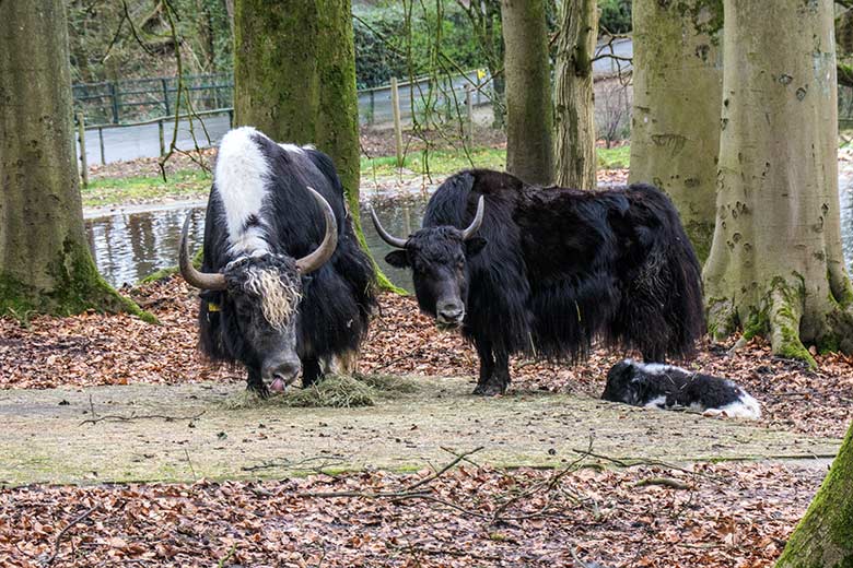 Yak-Bulle und Yak-Kuh mit Yak-Jungtier am 24. Februar 2022 auf der Außenanlage im Zoo Wuppertal