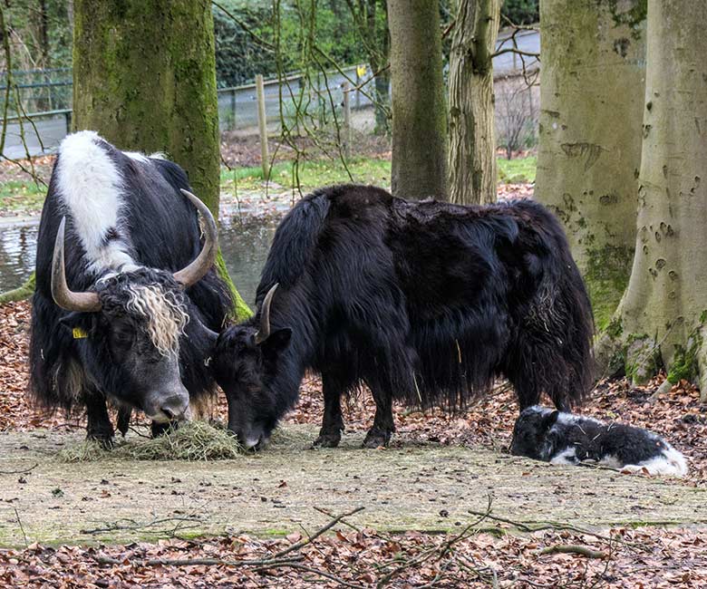 Yak-Familie am 24. Februar 2022 auf der Außenanlage im Wuppertaler Zoo