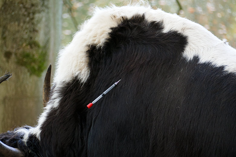 Im Fell hängender Impf-Pfeil gegen die Blauzungenkrankheit beim Haus-Yak-Bullen JAMY am 10. November 2022 auf der Außenanlage im Wuppertaler Zoo