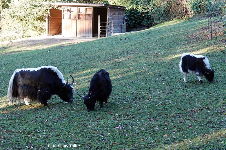 Haus-Yak-Bulle JAMY und Haus-Yak-Kuh JAMYANG mit dem weiblichen Haus-Yak-Jungtier am 13. November 2022 auf der Außenanlage im Grünen Zoo Wuppertal (Foto Klaus Tüller)