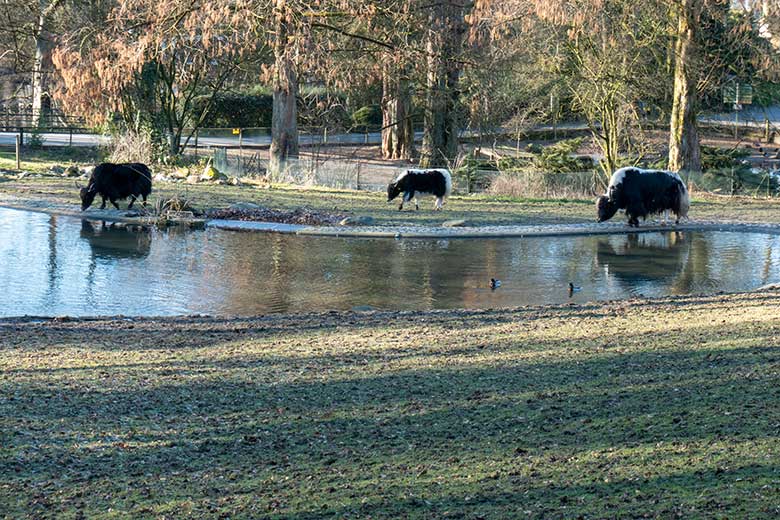 Haus-Yak Kuh JAMYANG mit Haus-Yak-Jungtier und Haus-Yak-Bulle JAMY am 8. Februar 2023 auf der Außenanlage im Grünen Zoo Wuppertal