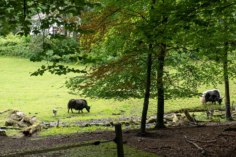 Das kleine Haus-Yak-Kalb mit Haus-Yak-Mutter JAMYANG und Haus-YAK-Vater JAMY am 25. Juli 2024 auf der Außenanlage im Grünen Zoo Wuppertal