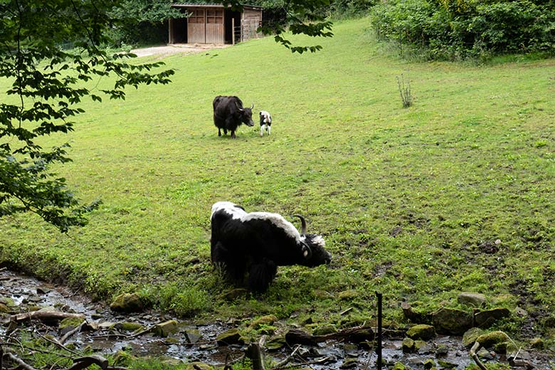 Haus-Yak-Bulle JAMY und Haus-Yak-Kuh JAMYANG mit dem kleinen Haus-Yak-Kalb am 25. Juli 2024 auf der Außenanlage im Zoologischen Garten Wuppertal