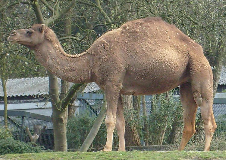 Dromedar im Zoo Wuppertal im April 2008