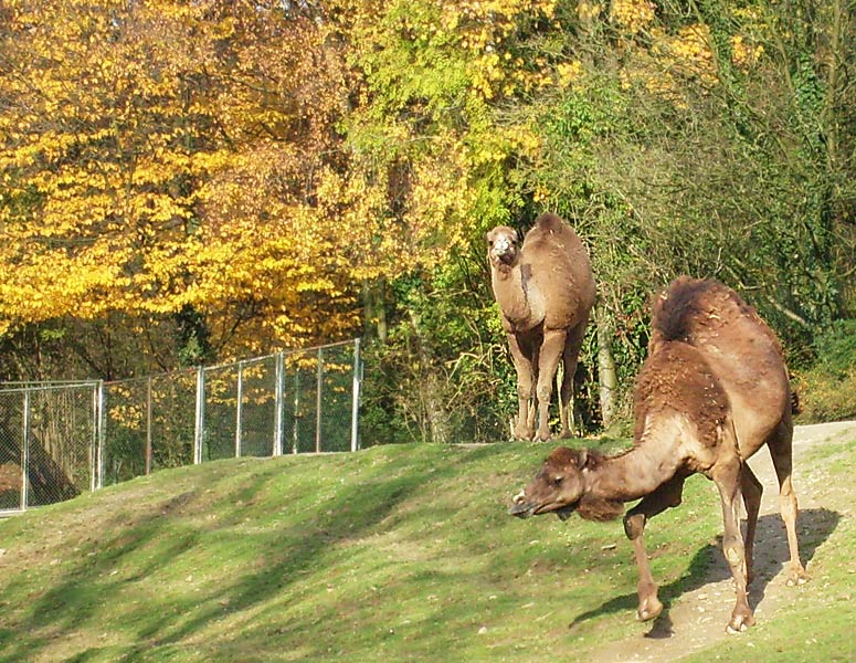 Dromedare im Zoologischen Garten Wuppertal im November 2008