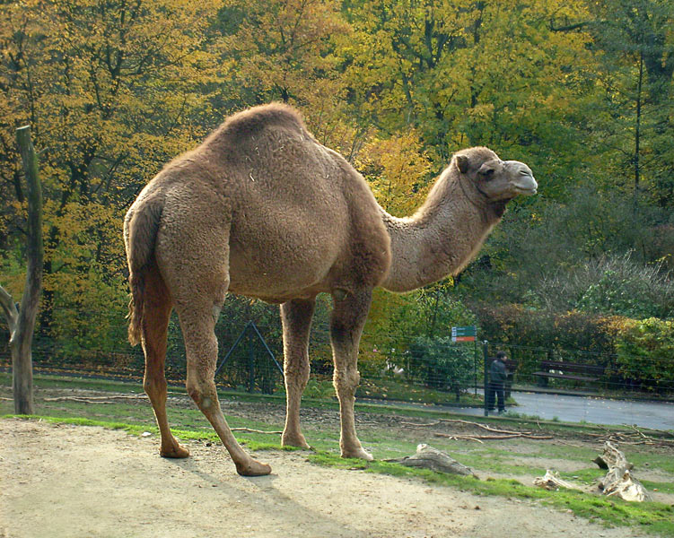 Dromedar im Wuppertaler Zoo im November 2008
