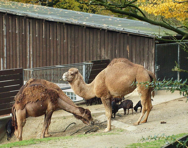 Dromedare im Zoo Wuppertal im November 2008
