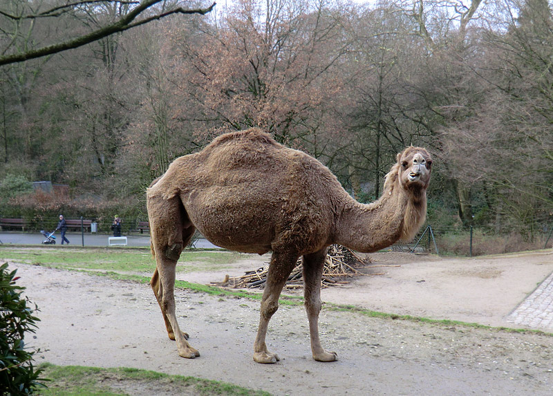 Dromedar im Zoologischen Garten Wuppertal am 14. Januar 2012