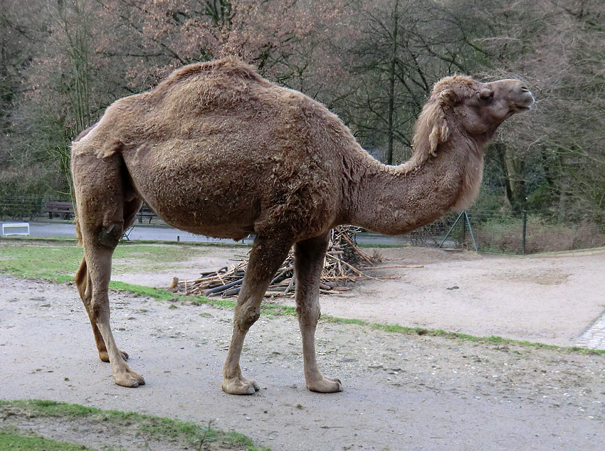 Dromedar im Wuppertaler Zoo am 14. Januar 2012