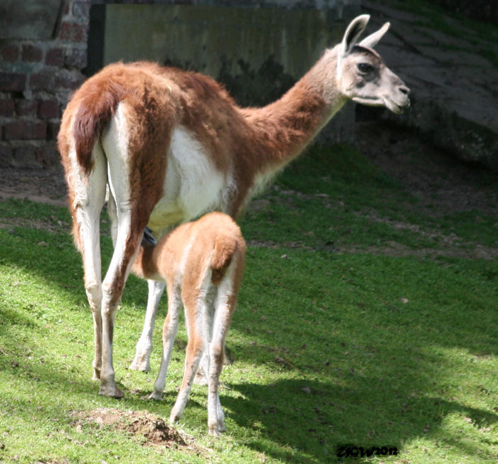 Guanako im Wuppertaler Zoo im Juni 2012 (Foto UGW)