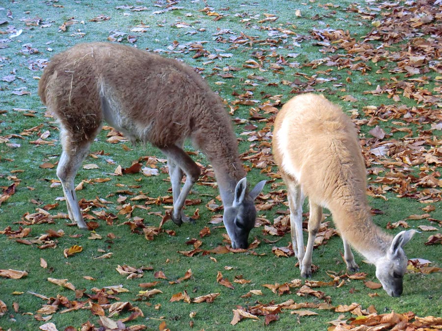 Guanakos im Zoologischen Garten Wuppertal im Oktober 2012