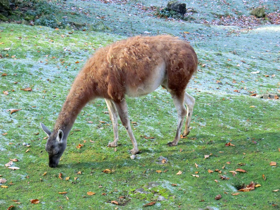 Guanako im Zoologischen Garten Wuppertal im Oktober 2012