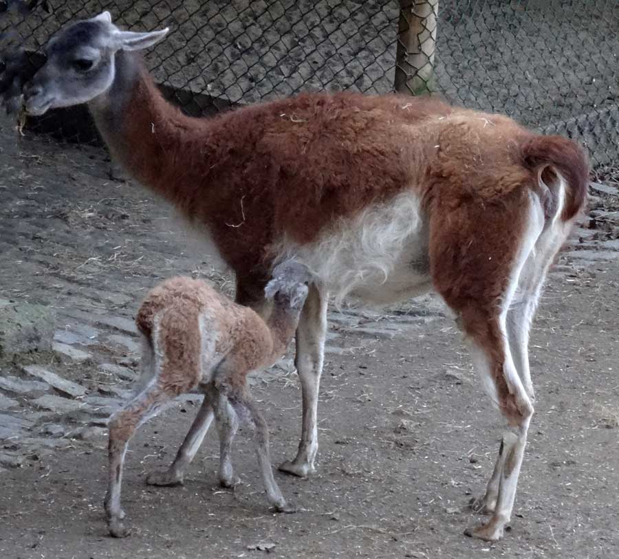 Guanako-Jungtier am Tag der Geburt im Zoo Wuppertal am 16. März 2015